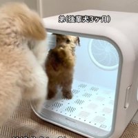 立つ犬