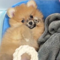 たぬちゃんが元気ない？