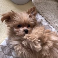 ヘソ天するのえるちゃん