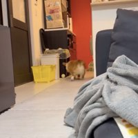 ボールの後をダッシュ