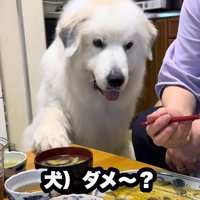 再び前足を差し出し…