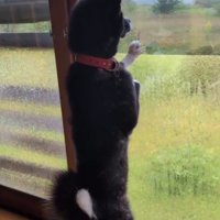 窓の外を眺めるわんこは…？