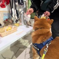 おもちゃを買ってほしいどんちゃん4