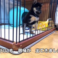 ケージの外に出ようと奮闘中