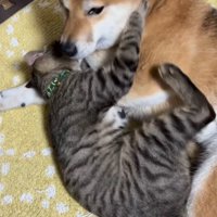 猫に前足を噛まれて顔を上げる犬