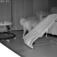 「ソファの上が一番」