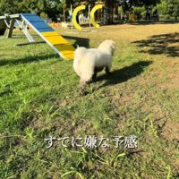 お腹を泥まみれにして、ドッグランの奥へ歩いていく犬