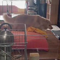 ゴールデンレトリバーのマチルダちゃん