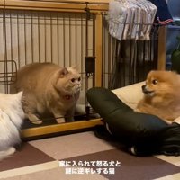 もう一度見るわんこ