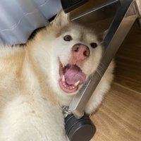家族愛溢れるシャンテちゃんなのでした