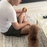 元の姿勢に戻る犬