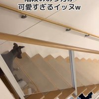 階段を下りるデクくん