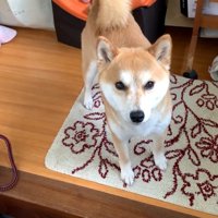 飼い主さんをお出迎え