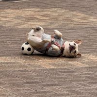 ボールにお尻を乗せてカメラ目線