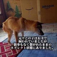 ネグレクトだったクッキーちゃん
