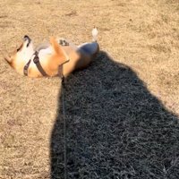 散歩を拒否する保護犬