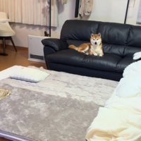 部屋に入ってきた飼い主をソファの上に座って見つめる犬