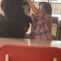 お母さんと真っ黒の超大型犬9