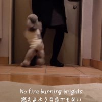 ジャンプする犬2