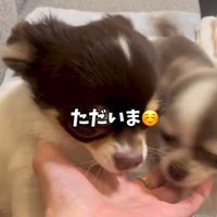 飼い主さんの手に集まる2匹の小型犬