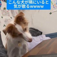 勉強中に隣にきたラスカルくん2