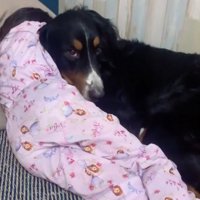 上目遣いで見つめる犬