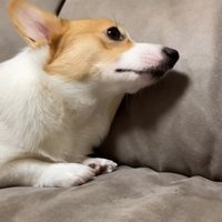 元気がないコーギー