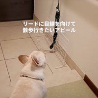 リードを見つめる犬