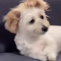 片耳が頭の上に…！