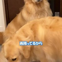 カメラを見つめる犬のアップ
