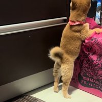 逃げ出そうとする豆柴の子犬