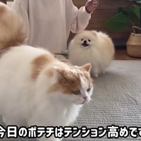 怒られたポテチくん