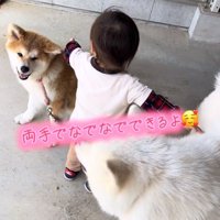2匹を撫でる男の子
