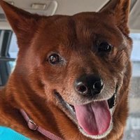 舌を出して微笑む犬