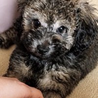 大地くんに触れる飼い主さん