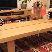 卓球をした時のビスコくん3