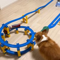 順調に運行する貨物列車