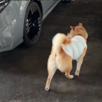 「やだよ～」