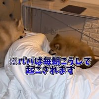 わんこたちのモーニングルーティン