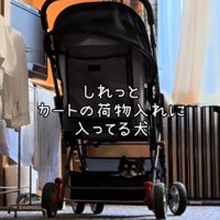 カートの中に入ってくつろぐ黒いチワワ