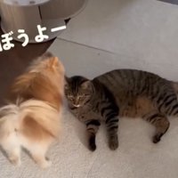 猫を遊びに誘う犬