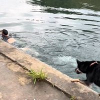 慌てて追いかける犬