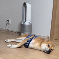 目を覚ました柴犬