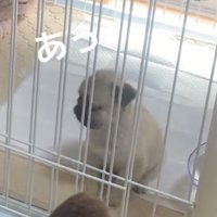 顔を上げる犬