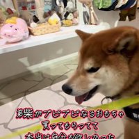 おもちゃを買ってほしいどんちゃん