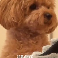 「どなたか怒られてますよ？」