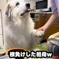 おばあちゃんが根負け
