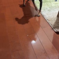 飼い主がいる方へ歩く犬