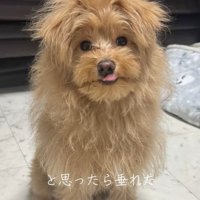 ポコくんの耳の変化6