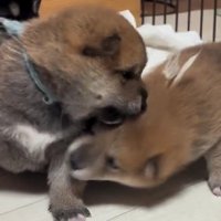 すくすく成長しますように！
